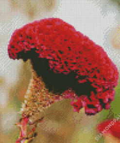 Fuschia Cockscomb Flower Diamond Paintings