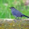 Grey Catbird Diamond Paintings