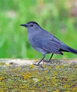 Grey Catbird Diamond Paintings