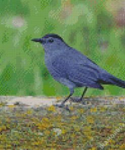 Grey Catbird Diamond Paintings