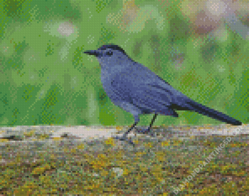 Grey Catbird Diamond Paintings