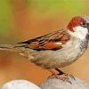 House Sparrow Diamond Paintings