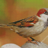 House Sparrow Diamond Paintings