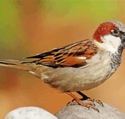 House Sparrow Diamond Paintings