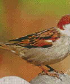 House Sparrow Diamond Paintings