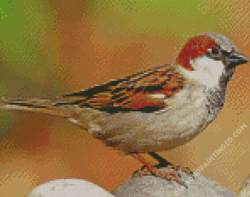 House Sparrow Diamond Paintings