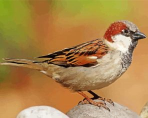 House Sparrow Diamond Paintings