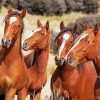 Native Brown Horses Diamond Paintings