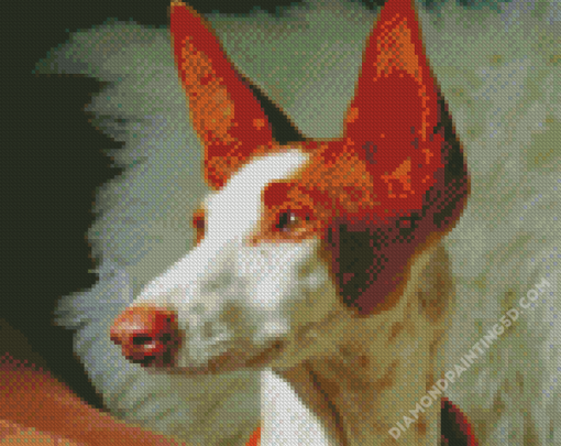 Podenco Dog Head Diamond Paintings