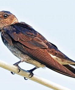 Purple Martin Diamond Paintings