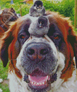 St Bernard Dog With Birds Diamond Paintings