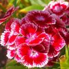 Sweet William Flowers Diamond Paintings