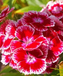 Sweet William Flowers Diamond Paintings