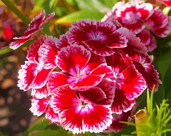 Sweet William Flowers Diamond Paintings