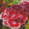 Sweet William Flowers Diamond Paintings