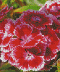 Sweet William Flowers Diamond Paintings