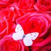 White Butterfly Rose Diamond Paintings