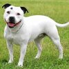 White Staffy Dog Diamond Paintings