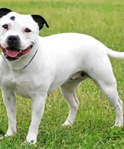 White Staffy Dog Diamond Paintings