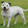 White Staffy Dog Diamond Paintings