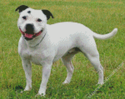 White Staffy Dog Diamond Paintings