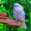 White Umbrella Cockatoo Diamond Paintings