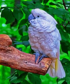 White Umbrella Cockatoo Diamond Paintings