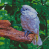 White Umbrella Cockatoo Diamond Paintings