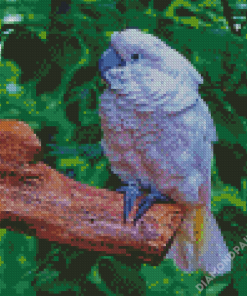 White Umbrella Cockatoo Diamond Paintings