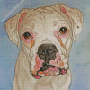 White Boxer Diamond Paintings