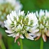 White Clover Plant Diamond Paintings