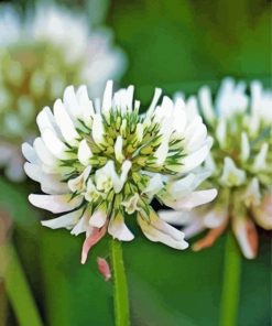 White Clover Plant Diamond Paintings