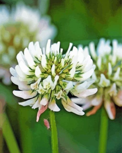 White Clover Plant Diamond Paintings