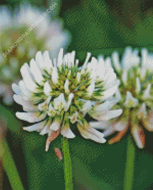 White Clover Plant Diamond Paintings