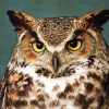 aesthetic Horned Owl Bird Diamond Paintings