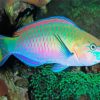 Aesthetic Parrot Fish Art Diamond Paintings