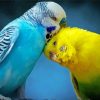 Aesthetic Parakeets Diamond Paintings