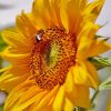 Beautiful Sunflower And Bee Diamond Paintings