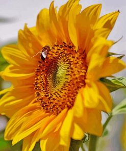 Beautiful Sunflower And Bee Diamond Paintings