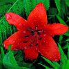 Beautiful Red Lily Diamond Paintings