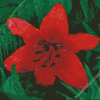 Beautiful Red Lily Diamond Paintings