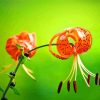 Beautiful Tiger Lilies Diamond Paintings