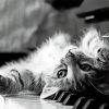 Black And White Cat And Piano Diamond Paintings