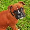 Boxer Dogs Puppies Diamond Paintings