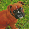 Boxer Dogs Puppies Diamond Paintings