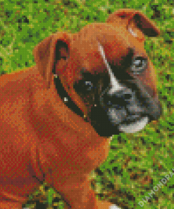 Boxer Dogs Puppies Diamond Paintings