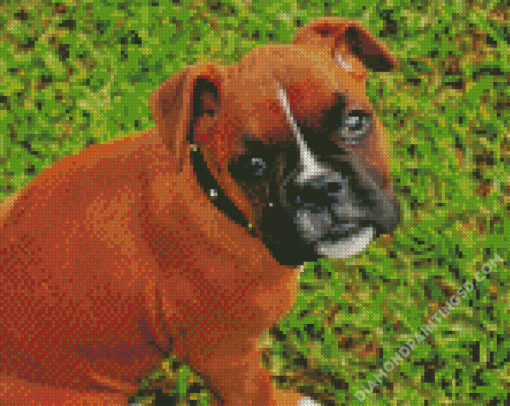 Boxer Dogs Puppies Diamond Paintings