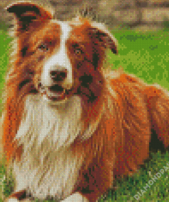 Brown Border Collie Diamond Paintings