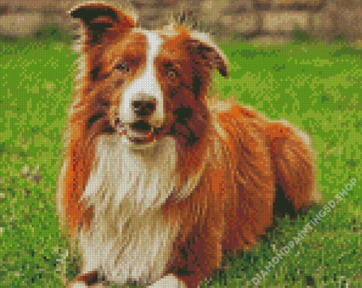 Brown Border Collie Diamond Paintings