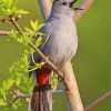 Catbird Singing On A branch Diamond Paintings